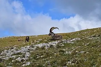 Steinböcke am Reiting