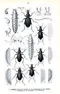 Illustrationen verschiedener Carabus-Arten, darunter auch dem Blauvioletten Waldlaufkäfer