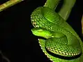 Trimeresurus medoensis