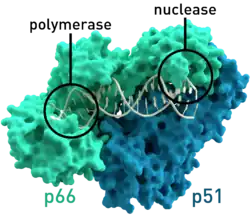 Reverse Transkriptase