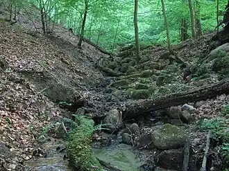 Naturreservat der Buchen der Elbinger Höhe