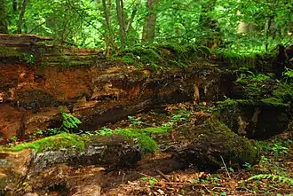Prozessschutz im Białowieża-Nationalpark