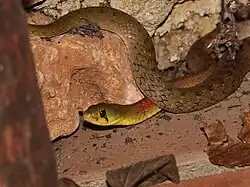 Rhabdophis siamensis