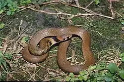 Rhabdophis swinhonis
