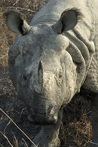 Indisches Panzernashorn