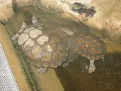 Vergleich 'incisa' (2 Tiere) mit 'manni' (rechts)