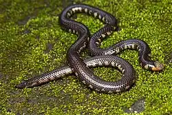 Rhinophis melanoleucus