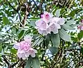 Rhododendron sutchuenense