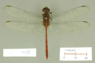 Rhodopygia geijskesi