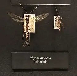 Rhyssa amoena ♀