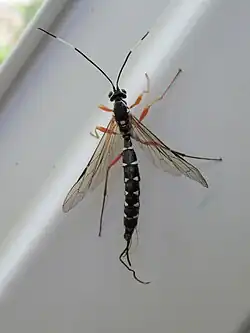 Rhyssa lineolata ♀