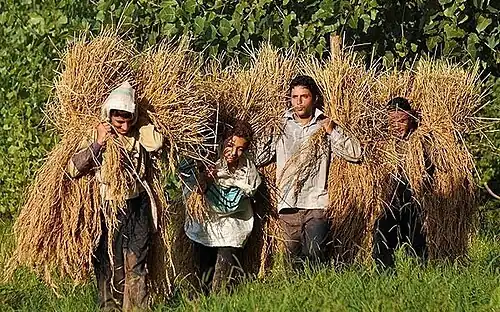 Arbeiter bei der Reisernte im Bezirk Sangar, Kreis Rascht, Gilan Provinz, Iran