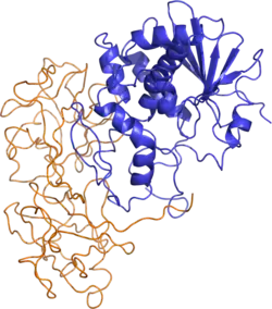 Rizin (aus Ricinus communis)