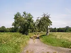 Rieselfeld Karolinenhöhe Obstbäume