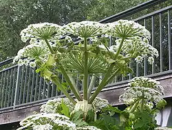 Hauptdolde mit Nebendolden von unten