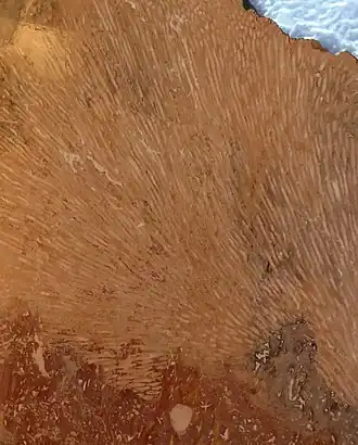 Typ Korallenkalk / Rottropf