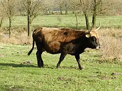 Rinderzucht, ebenfalls im Hervester Bruch