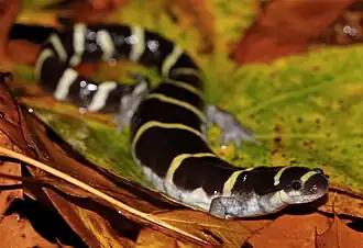 Ringel-Querzahnmolch