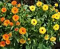 Die Sorten der Ringelblume sind sowohl Heil- als auch Zierpflanzen.