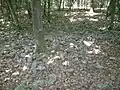 Nord- und Ostwall zeichnen sich auf dem Waldboden im Wesentlichen durch die Reste des Mauerwerks ab