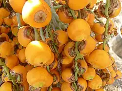 Butia capitata (Geleepalme)