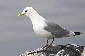 Dreizehenmöwe (Black-legged kittiwake)