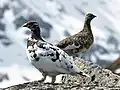 Alpenschneehuhn (Ptarmigan)