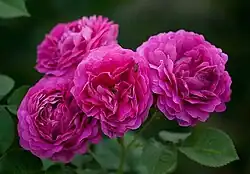 ‘Great-Western’, Jean Laffay, 1838