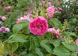 ‘Abelzieds’, Rieksta, 1968