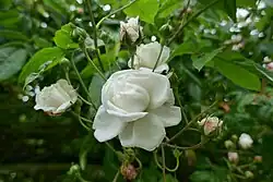 ‘Aimée Vibert’, Vibert, 1828