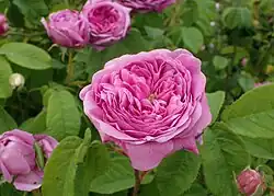 ‘Alfieri’, Vibert, 1833