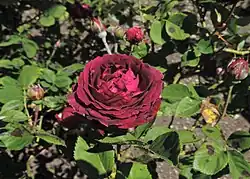 'Alfred Colomb', 1865