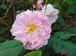 ‘Amélia’, Vibert, 1823