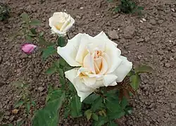 ‘Anna Olivier’, Claude Ducher, 1872