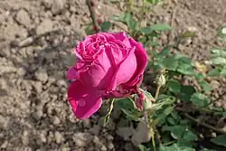 'Augustine Halem', 1891