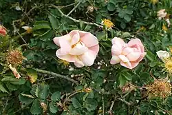 ‘Canary Bird’, W. Paul & Son, 1922