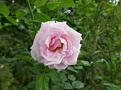 ‘Dr. Masaryk’, Jan Böhm, 1930