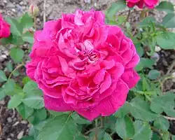 ‘Eugène de Beauharnais’, Hardy, 1831