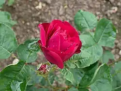 'Fisher and Holmes’, 1865