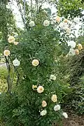 Rosa 'Ghislaine de Féligonde', Europa-Rosarium Sangerhausen