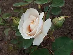 ‘Grange Colombe’, Pierre Guillot, 1911