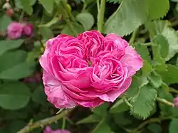 'Jeune Henry', vor 1815