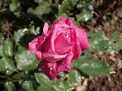 'Marie d'Orléans', 1884