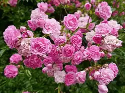 ‘Minnehaha’, Walsh, 1904