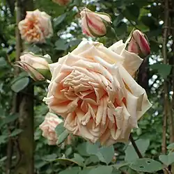 ‘Madame Hector Leuillot’, Pernet-Ducher, 1903