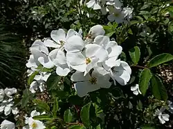 ‘Musquée Sans Souci’, Louette, 2001