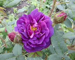 ‘Nuits de Young’, Laffay, 1845