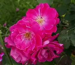 ‘Nur Mahál’, Pemberton, 1923