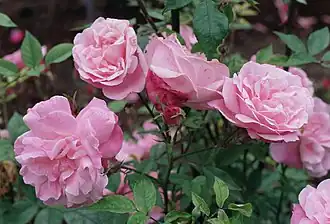 ‘Old Blush China’, ?, vor 1793