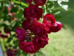 ‘Perennial Red Domino’, Tantau, 2020